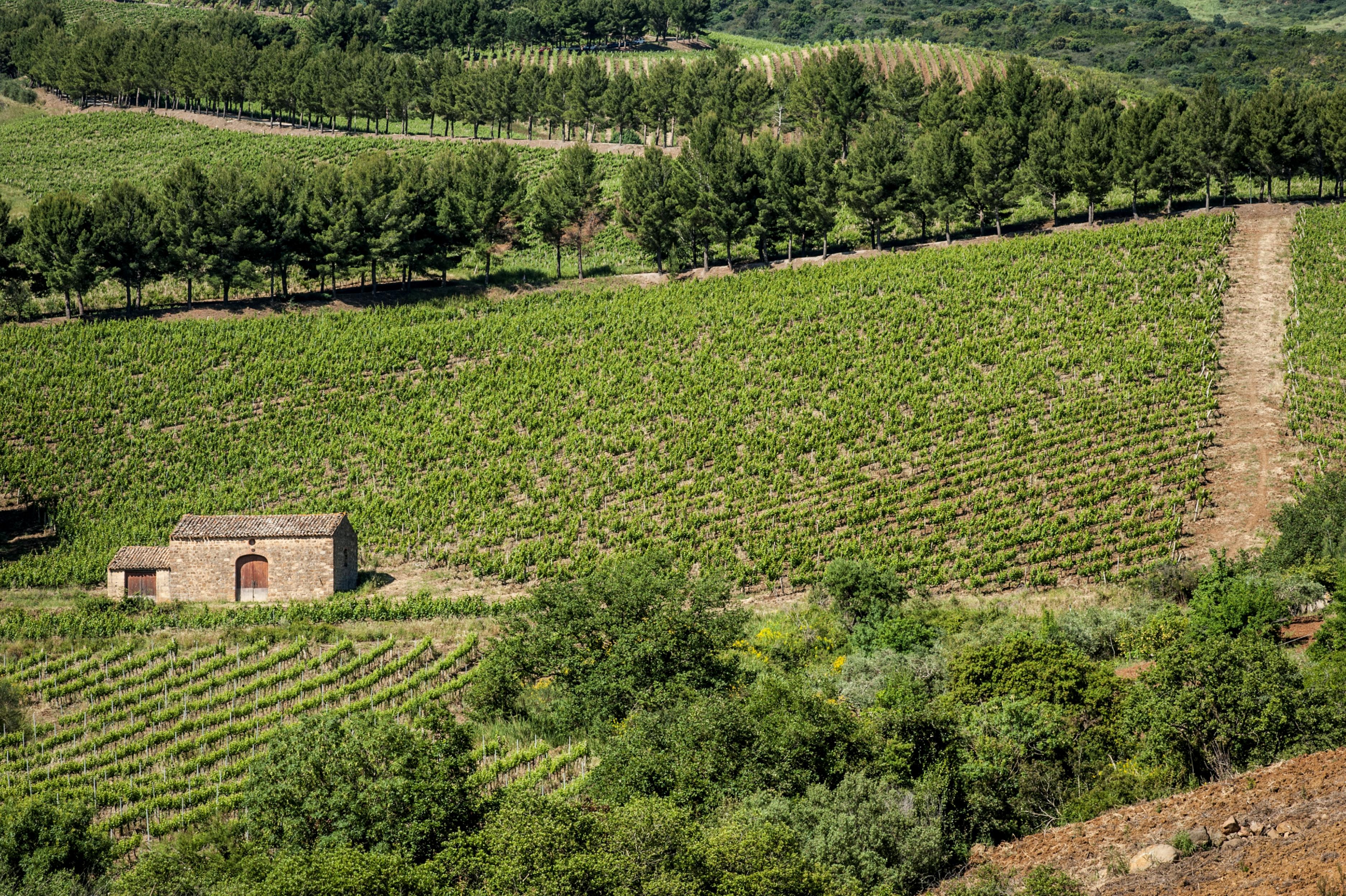 Relais Abbazia Santa Anastasia Resort&Winery Castelbuono  Bagian luar foto